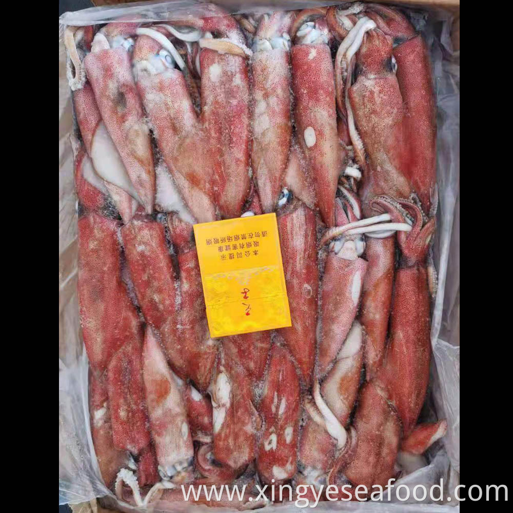 Frozen Squid Loligo Chinensis